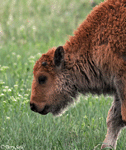 American Bison 11 - Bison bison
