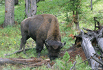 American Bison 12 - Bison bison