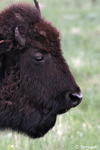 American Bison 13 - Bison bison