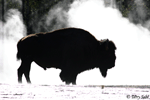 American Bison 14 - Bison bison