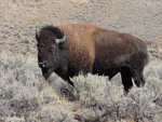 American Bison 15 - Bison bison