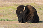 American Bison 16 - Bison bison