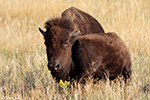 American Bison 18 - Bison bison