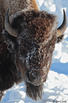 American Bison 19 - Bison bison