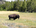 American Bison 1 - Bison bison