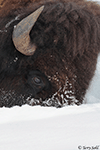 American Bison 20 - Bison bison