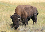 American Bison 2 - Bison bison