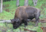 American Bison 3 - Bison bison