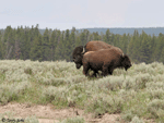 American Bison 4 - Bison bison