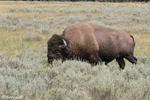 American Bison 5 - Bison bison