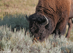 American Bison 7 - Bison bison