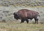 American Bison 8 - Bison bison