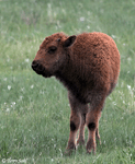 American Bison 9 - Bison bison