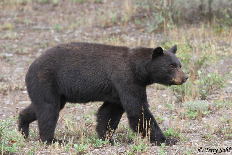 Black Bear - Ursus americanus