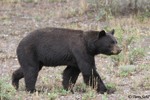 Black Bear - Ursus americanus