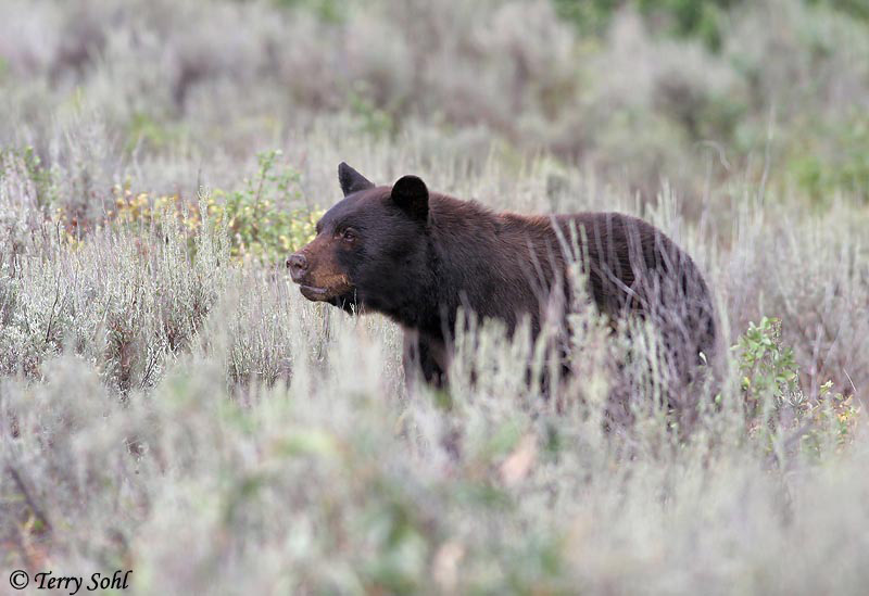Black Bear - Ursus americanus