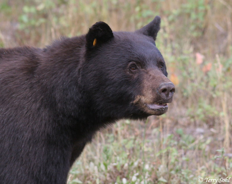 Black Bear - Ursus americanus