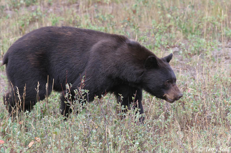 Black Bear - Ursus americanus