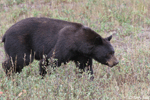 Black Bear - Ursus americanus