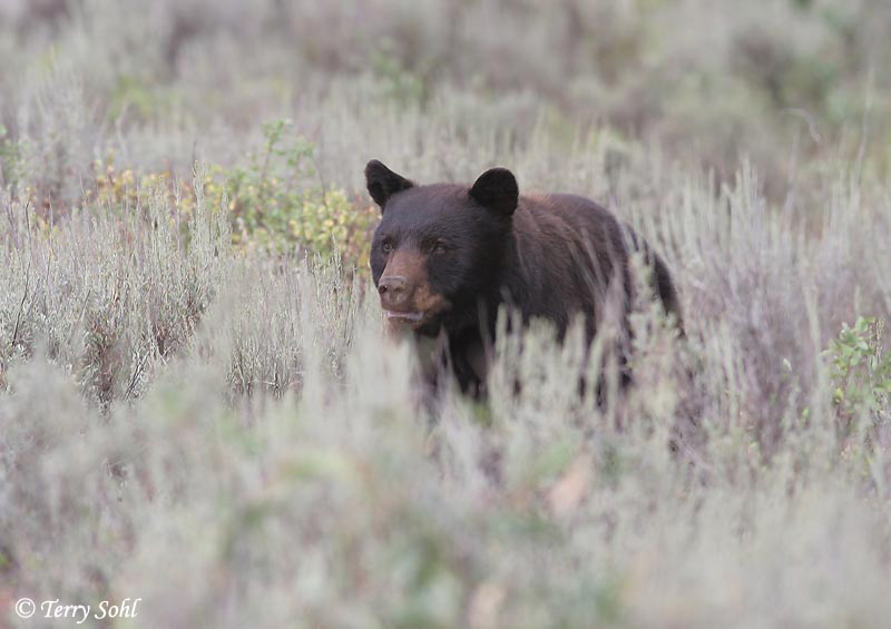 Black Bear - Ursus americanus