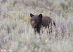 Black Bear - Ursus americanus