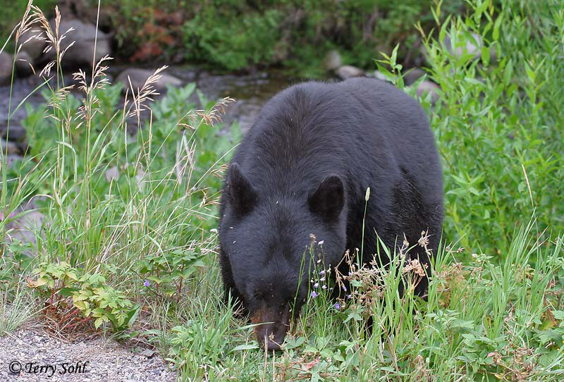 Black Bear - Ursus americanus