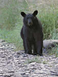 Black Bear - Ursus americanus