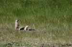 Black-tailed Prairie Dog 10 - Cynomys ludovicianus