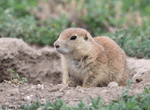 Black-tailed Prairie Dog 12 - Cynomys ludovicianus
