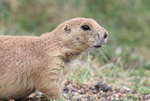 Black-tailed Prairie Dog 13 - Cynomys ludovicianus