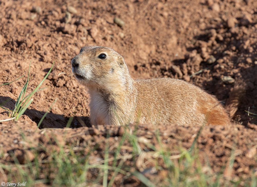 Black-tailed Prairie Dog - Cynomys ludovicianus