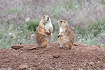 Black-tailed Prairie Dog 16 - Cynomys ludovicianus