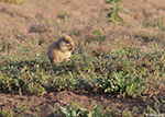 Black-tailed Prairie Dog 19 - Cynomys ludovicianus