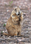 Black-tailed Prairie Dog 5 - Cynomys ludovicianus