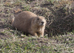 Black-tailed Prairie Dog 6 - Cynomys ludovicianus