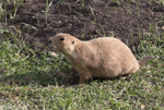 Black-tailed Prairie Dog 7 - Cynomys ludovicianus