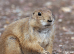 Black-tailed Prairie Dog 8 - Cynomys ludovicianus