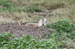 Black-tailed Prairie Dog 9 - Cynomys ludovicianus