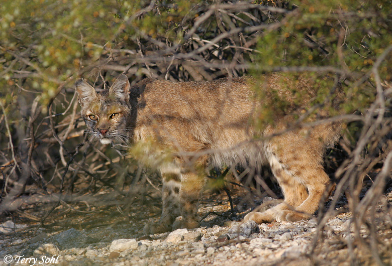 Bobcat - Lynx rufus