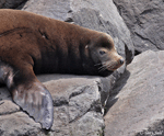 California Sea Lion - Zalophus californianus
