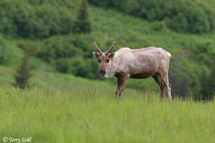 Caribou - Rangifer tarandus