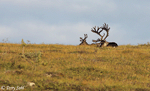 Caribou - Rangifer tarandus