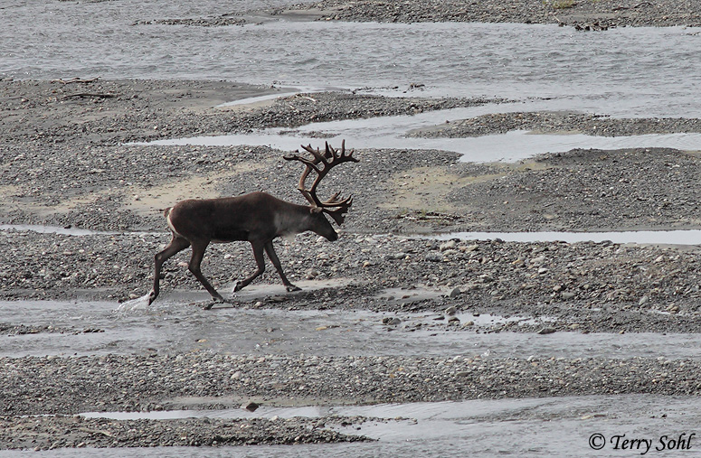 Caribou - Rangifer tarandus