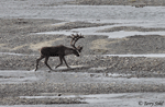 Caribou - Rangifer tarandus