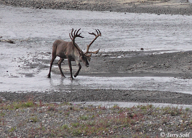 Caribou - Rangifer tarandus