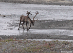 Caribou - Rangifer tarandus