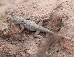 Clark's Spiny Lizard - Sceloporus clarkii
