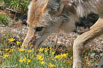 Coyote 12 - Canis latrans