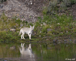 Coyote 14 - Canis latrans