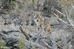 Coyote 15 - Canis latrans